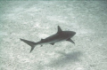   Black Tip reef shark Bahamas wall. Taken DC500 no strobes lenses. wall). wall) w/ lenses  